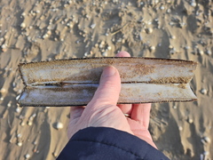 Ensis siliqua