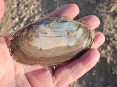 Lutraria lutraria