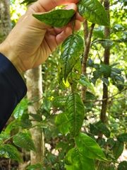 Hirtella rugosa