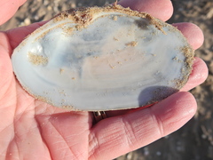 Lutraria lutraria
