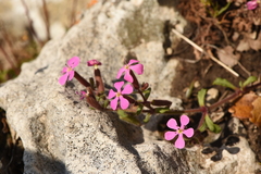 Saponaria calabrica