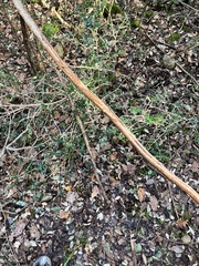 Cervus elaphus corsicanus