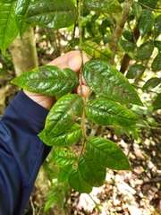 Hirtella rugosa