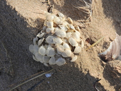 Buccinum undatum