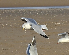 Larus argentatus