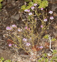 Gilia cana speciosa