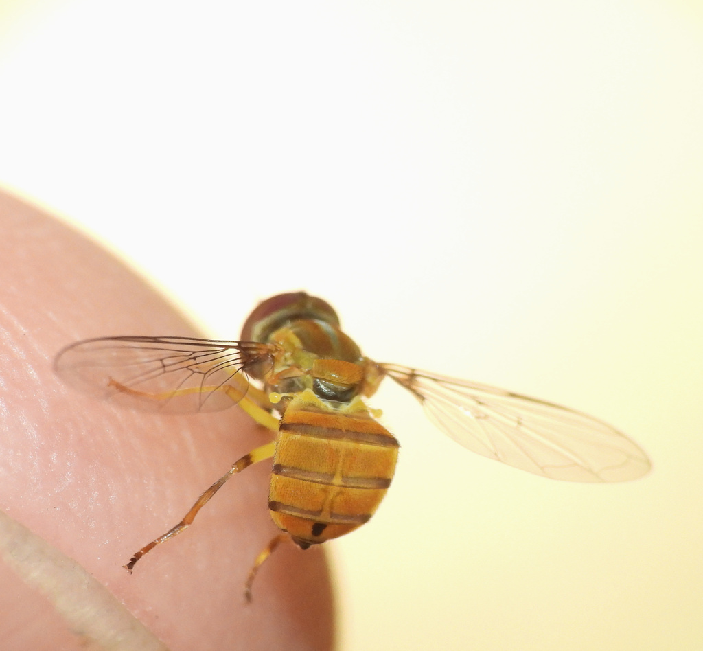 Toxomerus steatogaster