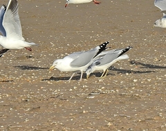 Larus argentatus