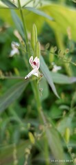 Andrographis paniculata