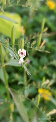 Andrographis paniculata