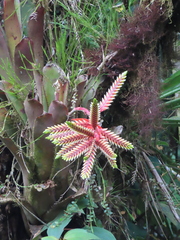 Aechmea retusa