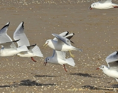 Larus canus