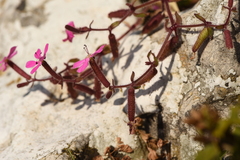 Saponaria calabrica