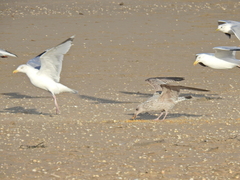 Larus argentatus