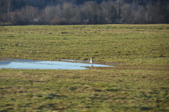 Larus brachyrhynchus