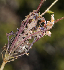 Gilia cana speciosa
