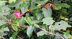 Passiflora glandulosa