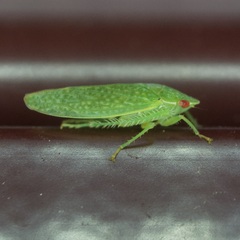 Rugosana