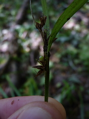 Scleria oligantha