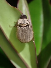 Odontria