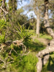 Pinus