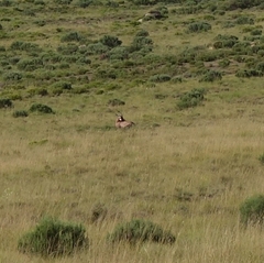 Damaliscus pygargus phillipsi