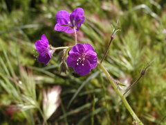 Phacelia parryi