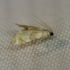 Eoparargyractis plevie