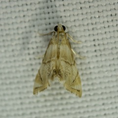 Eoparargyractis plevie