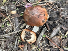 Tricholoma fracticum