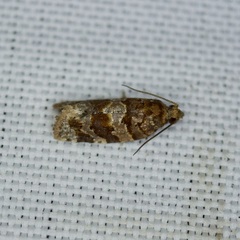 Argyrotaenia tabulana