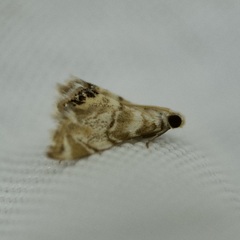 Eoparargyractis plevie