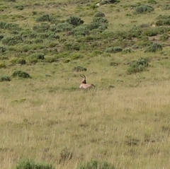 Damaliscus pygargus phillipsi