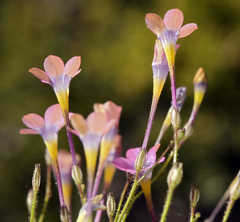 Gilia cana speciosa