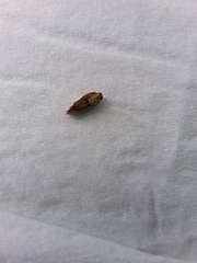 Epiphyas postvittana