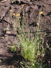 Papaver californicum