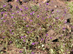 Phacelia parryi