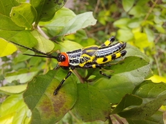 Zoniopoda tarsata