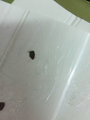 Epiphyas postvittana