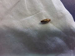 Epiphyas postvittana