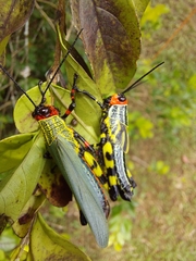 Zoniopoda tarsata