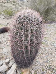 Ferocactus cylindraceus