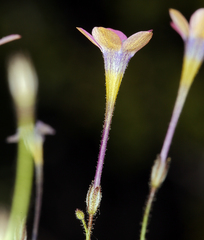 Gilia cana speciosa