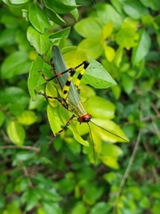 Zoniopoda tarsata