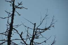 Colaptes auratus