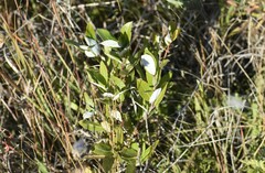 Salix myricoides