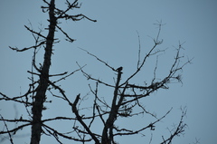 Colaptes auratus