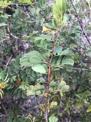 Cassiinae