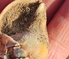 Membranipora membranacea