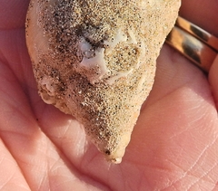 Membranipora membranacea